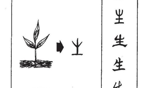紫花苦参图片大全-紫花苦荞功效网-分享紫花苦参图片大全，苦荞紫荞42度500ml价格表知识库